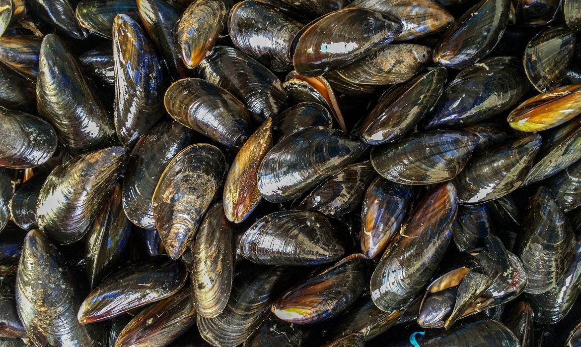 Alerta urgente sobre frutos do mar