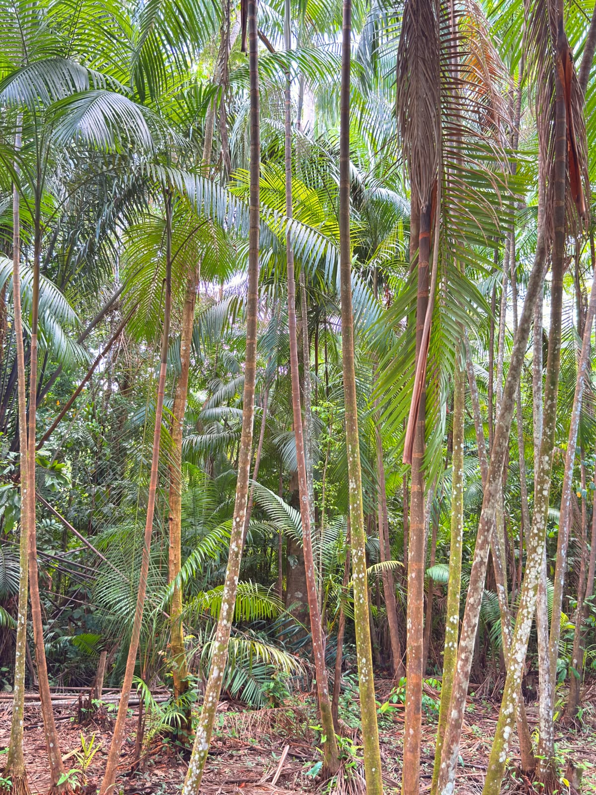 Fundo Vale apoia empreendedorismo na Amazônia