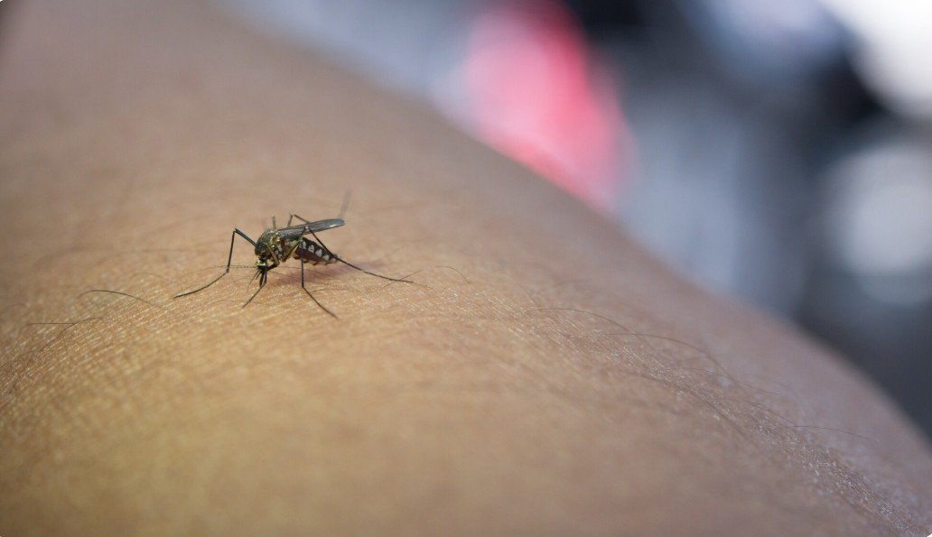 Brasil tem 425 mil casos prováveis de dengue