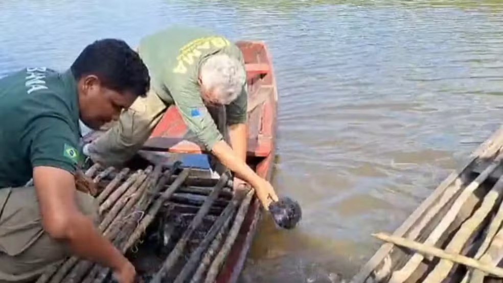 Operação encontra 236 ovos de tartarugas no Amazonas
