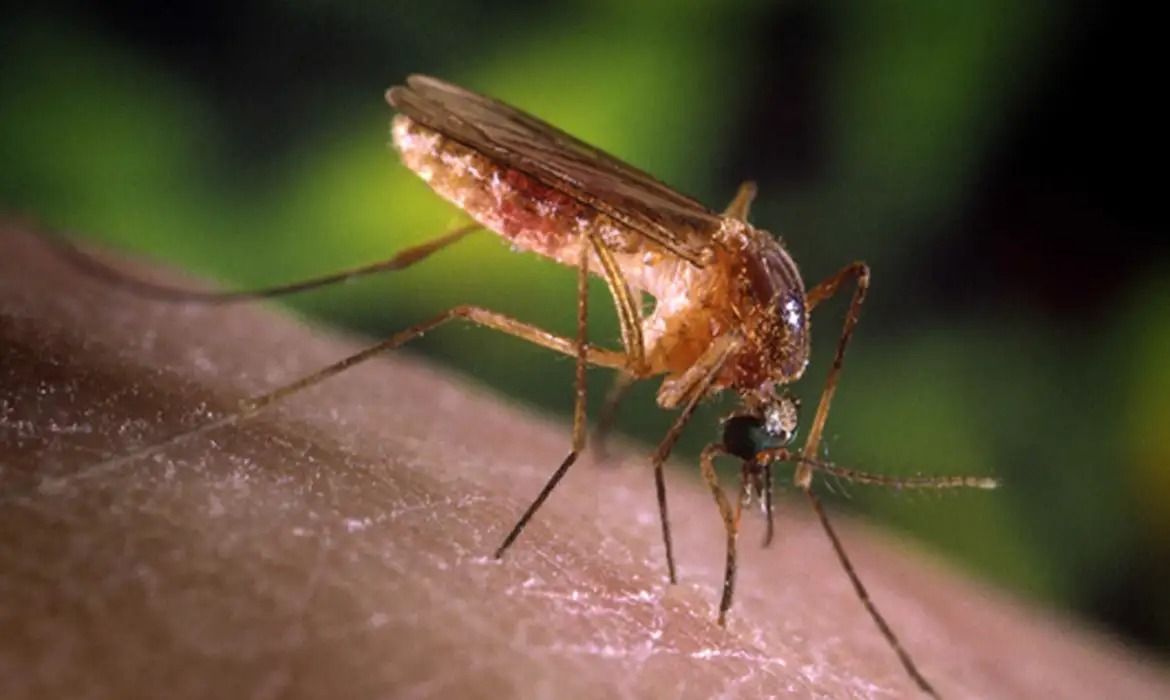 Mosquito Culex transmite febre do Nilo Ocidental