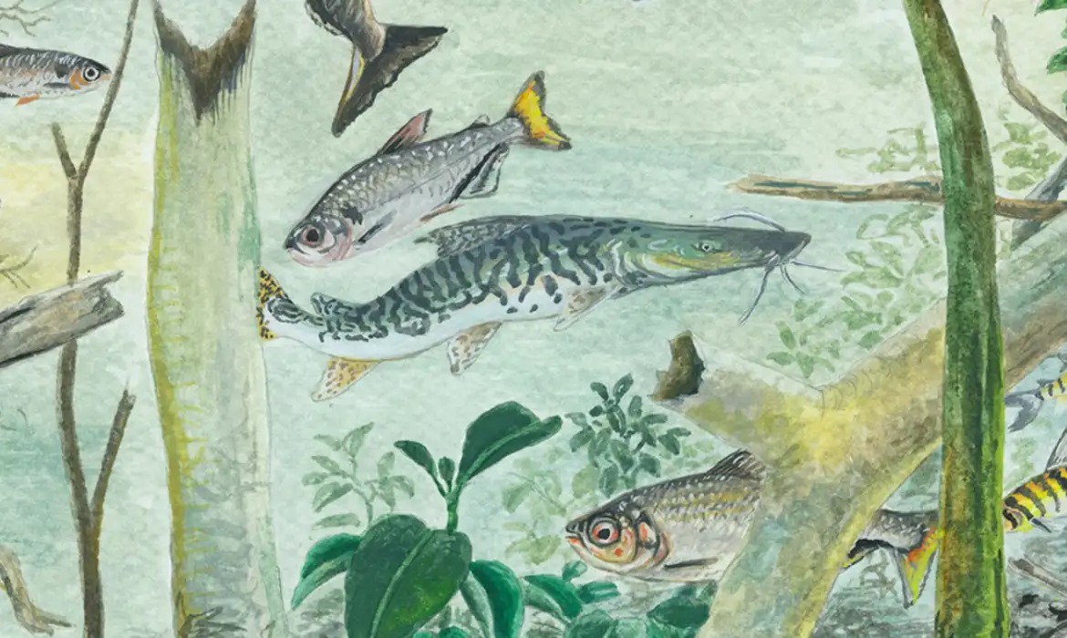 Rios amazônicos abrigam diversidade recorde de peixes
